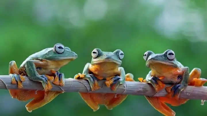 Giải Mã Giấc Mơ Thấy Ếch: Ý Nghĩa, Điềm Báo Và Cách Giải Thích Chi Tiết