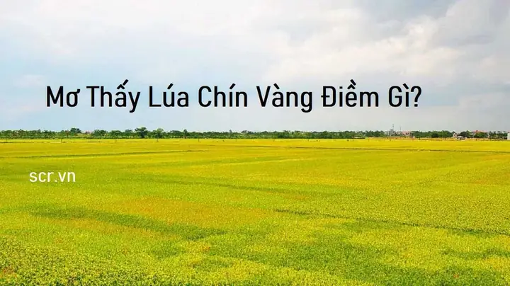 Giải Mã Giấc Mơ Thấy Lúa: Ý Nghĩa, Điềm Báo Tài Lộc Và Các Trường Hợp Đặc Biệt