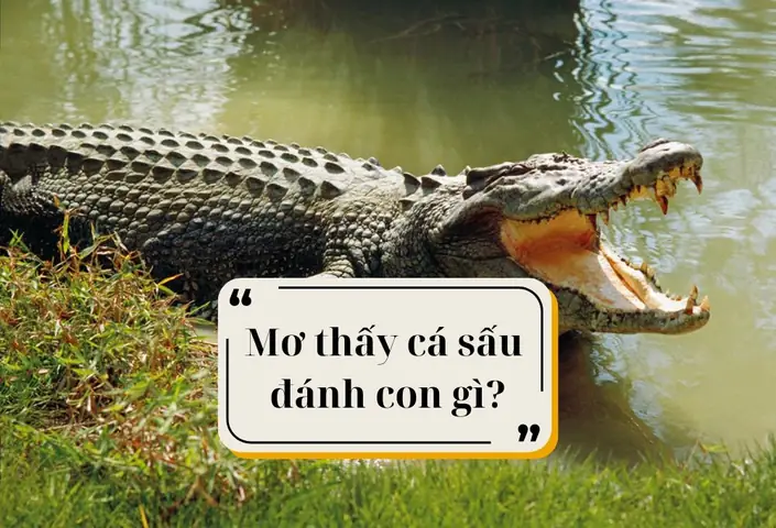Giải Mã Nằm Mơ Thấy Nhiều Cá Sấu: Ý Nghĩa, Điềm Báo Và Con Số May Mắn